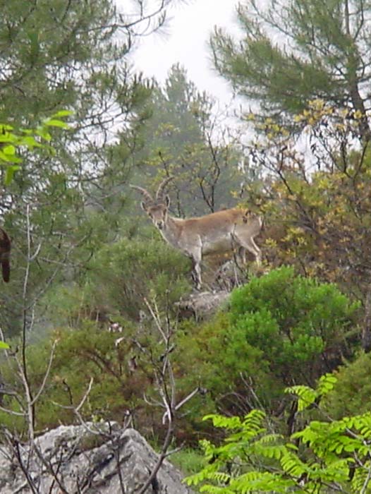 Fauna - Parque Natural Sierras de Cazorla, Segura y Las Villas