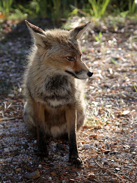 Fauna - Parque Natural Sierras de Cazorla, Segura y Las Villas