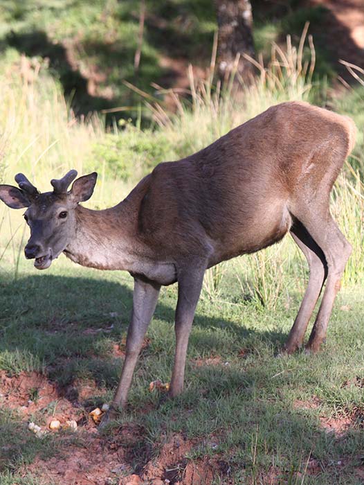 Fauna - Parque Natural Sierras de Cazorla, Segura y Las Villas