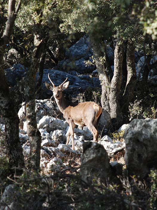 Fauna - Parque Natural Sierras de Cazorla, Segura y Las Villas
