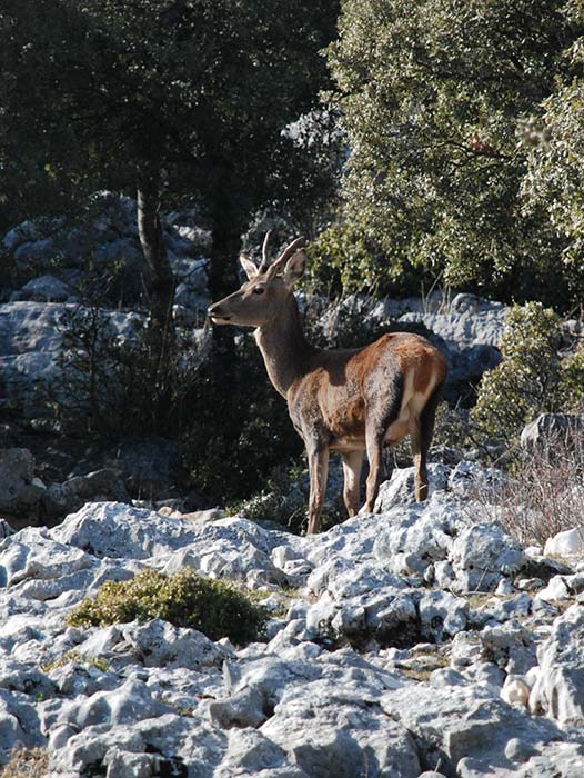 Fauna - Parque Natural Sierras de Cazorla, Segura y Las Villas